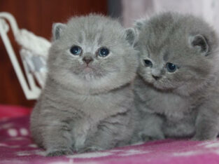 Reinrassige BKH kitten in Farbe blau und blau-cream mit Papiere