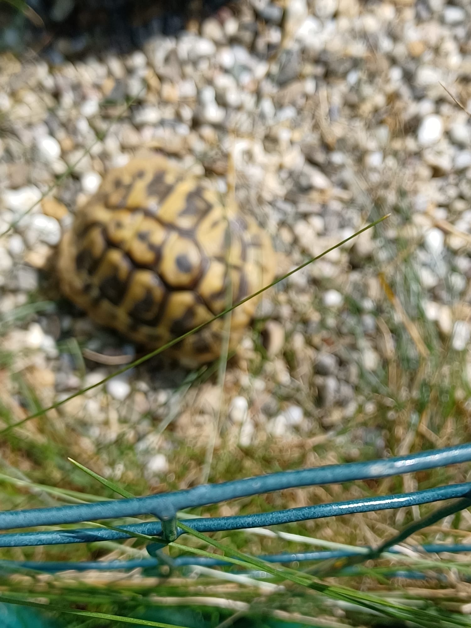 Landschildkröten 3 Jährig