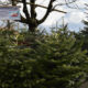 Hochwertige Weihnachtsbäume zu fairen Preisen – Nachhaltig produziert und direkt vor Ort kaufen – Aus dem Schweizer Wald